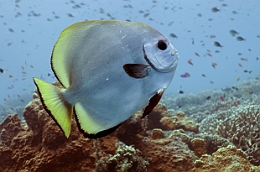 Sipadan_2015_Platax Orbiculaire_Platax orbicularis_IMG_2240_rc